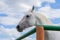 White graceful horse in the corner of paddock on background of cloudy blue summer sky