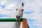 White graceful horse in the corner of paddock on background of cloudy blue summer sky.Horse portrait,