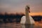 White graceful single swan in sunset lake, idyllic scene
