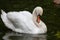 White graceful swan