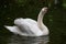 White graceful swan