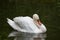 White graceful swan