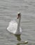 White graceful Swan on the surface of water