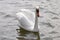 White graceful Swan on the surface of water