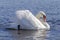 White graceful swan swimming in a river