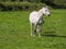 White gracious horse in a green grass field. Agriculture concept