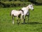 White gracious horse in a green grass field with it foal side by side. Agriculture concept
