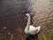 White gracious swan in water. Copy space. Water surface texture