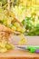 White grape in basket and secateurs on wooden table in vineyard