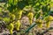 White grape bunches on grapevine on vineyard in sunny morning