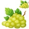 White grape. Cartoon vector icon