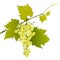 White grape cluster on a leafy branch