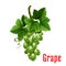 White grape fruit botanical icon