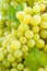 White grape. Green background