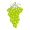 White grape isolated. Fresh fruit, organic food icon on white background. Vector bunch wine grapes in flat style
