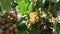 White grape with ripe berries in bunch at vineyard