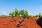 White grape vineyard area in Spain