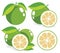 White grapefruits vector illustrations