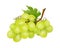 White grapes bunch. Winery object, realistic grape isolated on white background. Fresh farm raw ingredient vector