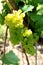 White grapes in the Italian province of Trento