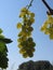 White grapes on the vine against the blue sky. Tuscany, Italy