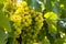 White grapes on a vine in a vineyard in Mendoza on a sunny day.