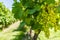 White grapes on a vine in a vineyard in Mendoza on a sunny day.