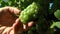 White Grapes in a vineyard