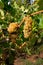 White grapes in a Vineyards in Chianti