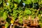 White grapes in the vineyards in the Istrian countryside