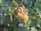 White grapes waiting to be turned into wine