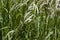 White grass flower call Cogongrass Imperata cylindrica under bright sun