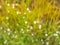 White grass flower , eriocaulon decangulare. White dot grass
