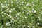 White grass flower of mountain clover or trifolium repensthe white clover, Dutch clover, Ladino clover, or Ladino flowering