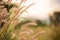 White grass light flare (Lalang grass).