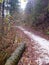 White gravel road in a november forest