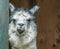 White and gray Alpaca standing in doorway with funny expressions