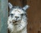 White and gray Alpaca standing in doorway with funny mouth