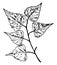 White or Gray Birch Leaf vintage illustration