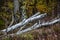 white gray birch trunks lie felled