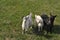 White, gray and black goatling standing on green meadow