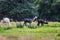 White, gray and black llamas graze