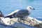 White gray and blue seagull facing the sea