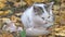 White gray cat eating its food