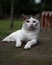 White and gray cat lounges on a cement surface outdoors in the park