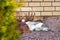 White gray cat sleeping on the stones in the garden. A beautiful pet lying next to a large stone, shrubbery and yellow thuja