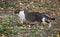 White and gray cat sneaks in yellow autumn leaves