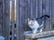 White-gray cat standing on ledge near the wooden fence. Coloring on the head gives the impression of an extremely sad face