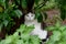 A white-gray cat on the street poses for a photographer.