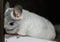 White gray Chinchilla